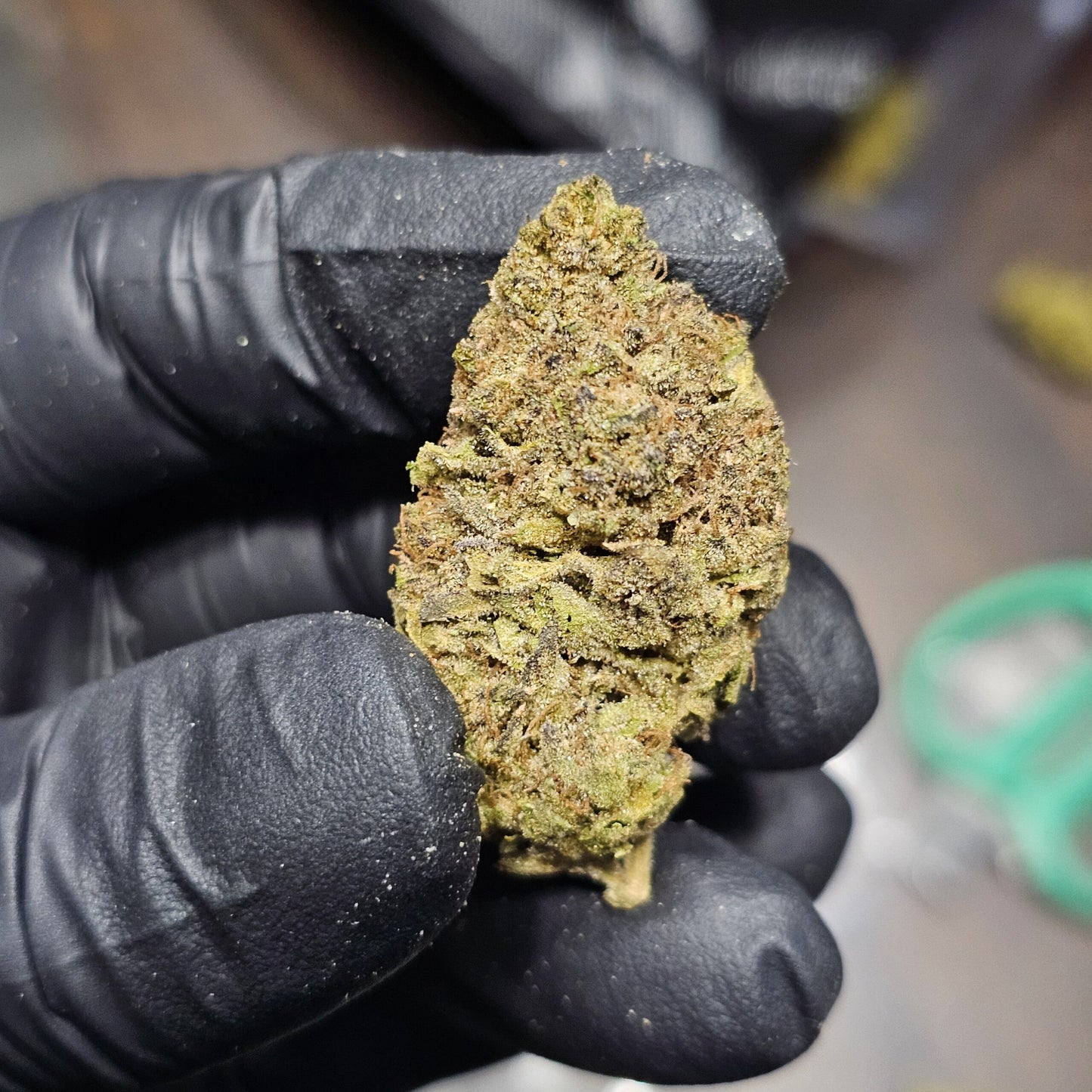 Gelato 41-1 Gram
