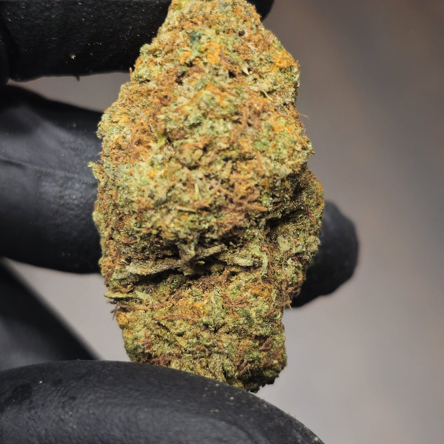 Blueberry Muffin-7 Gram (Indoor Brown Tint)