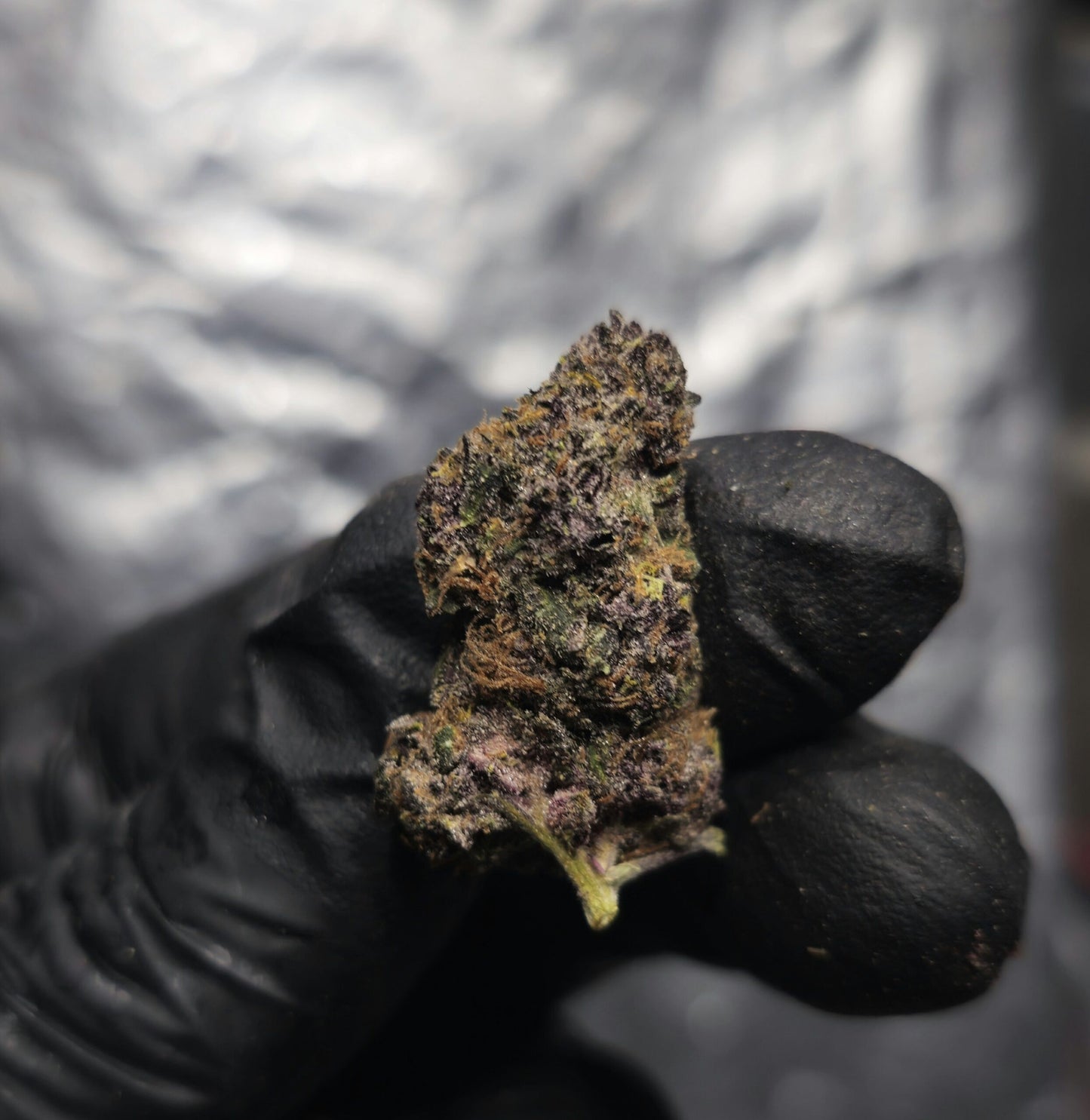 Purple Haze-7 Gram (Exotic Indoor)