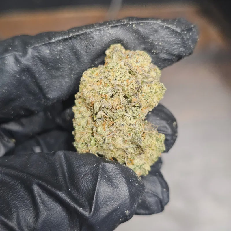 GELATO 33 28G