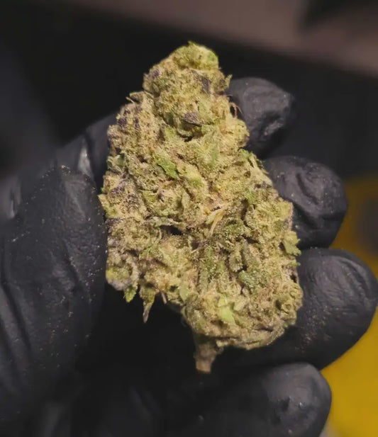 BLUE LOBSTER 1GRAM