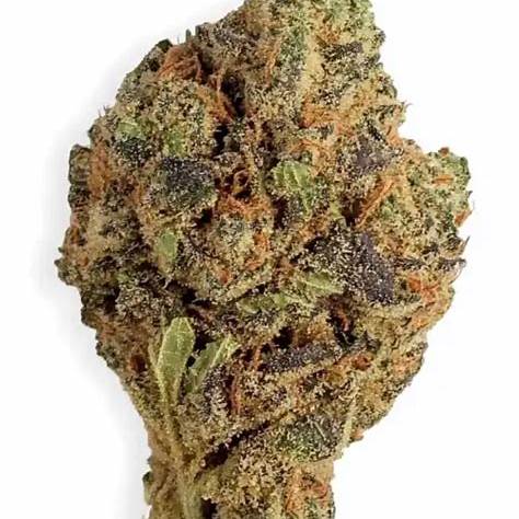 Gelato 42